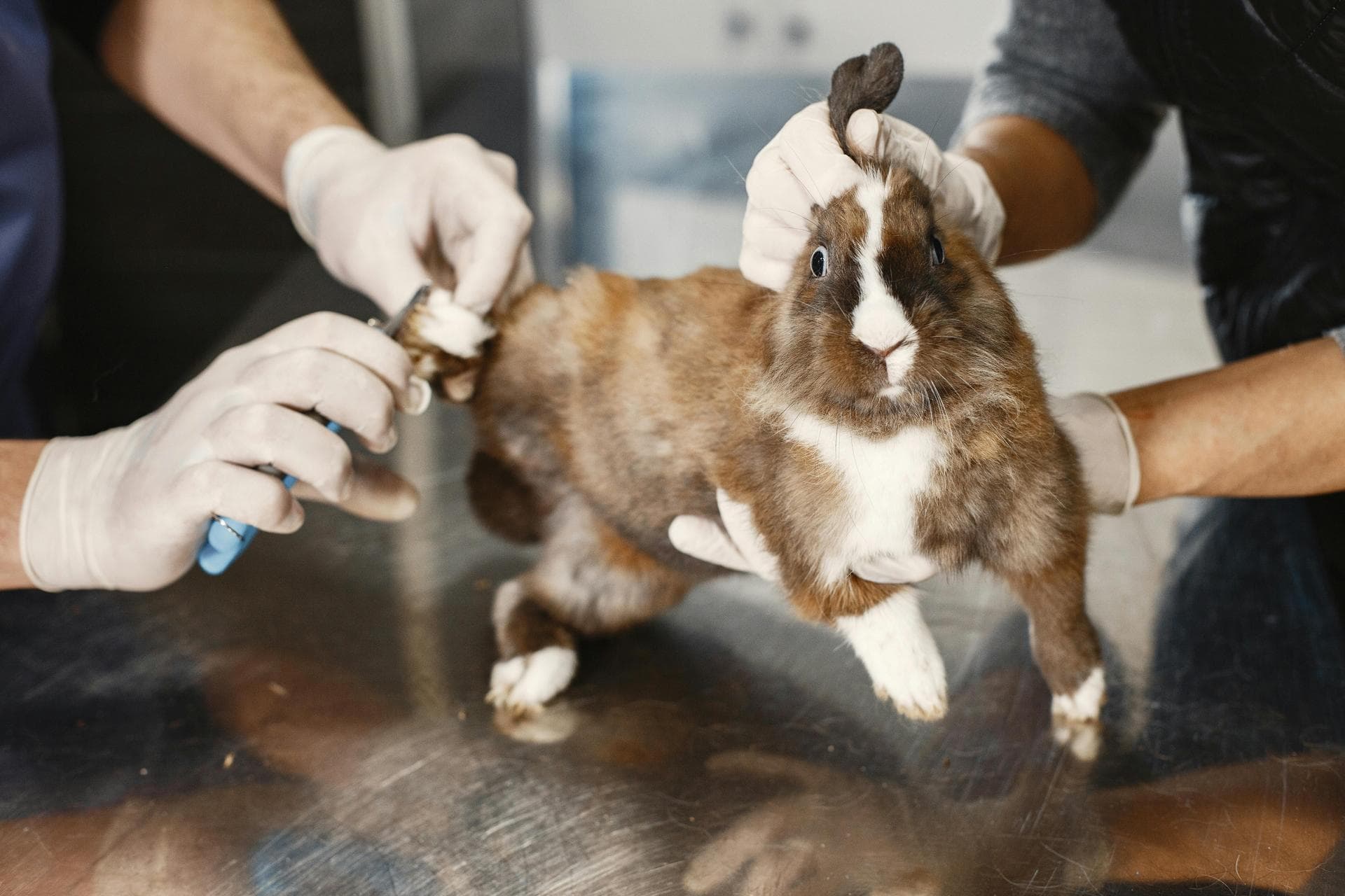 Emergency Vets in Brooklyn