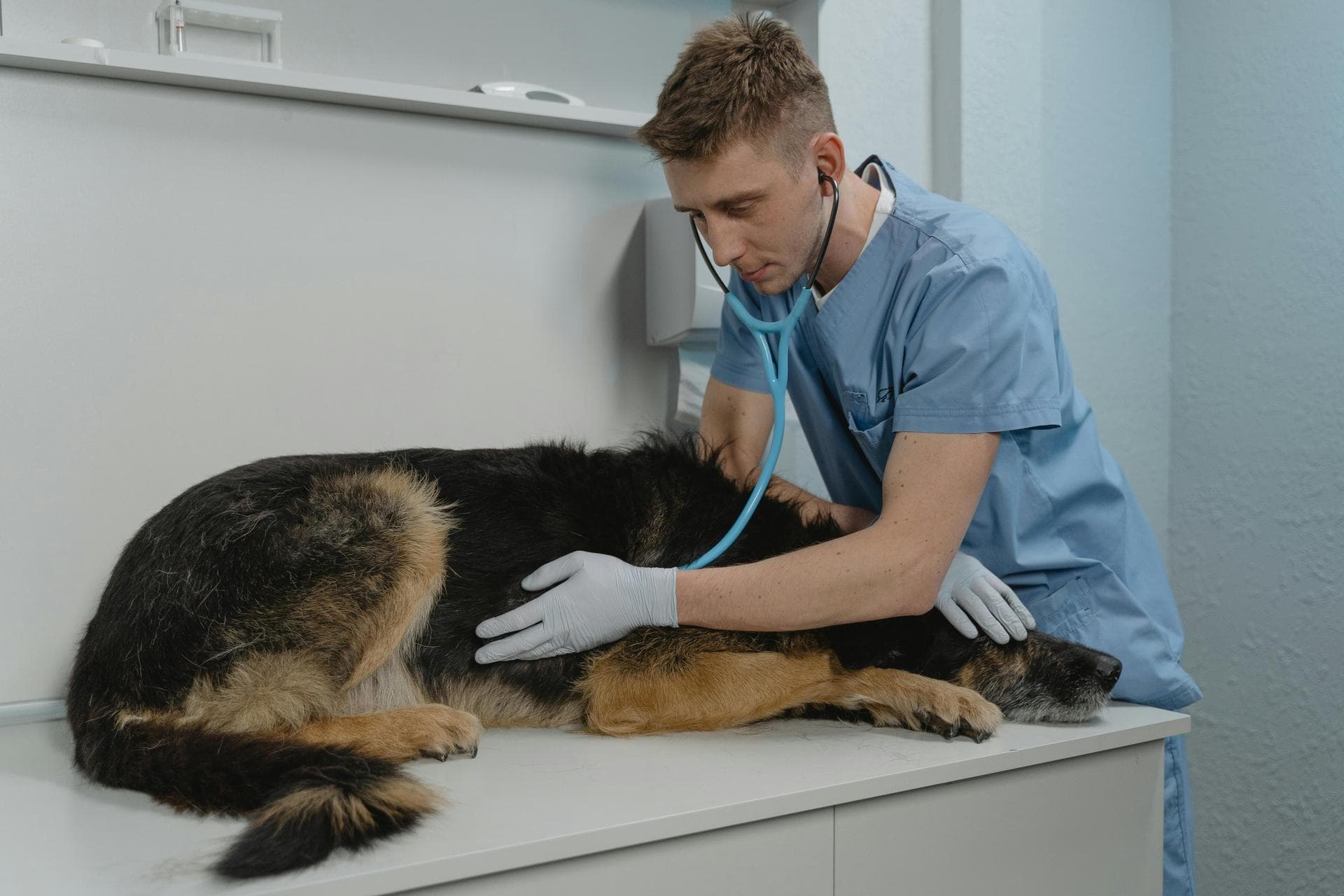 Farm & Large-Animal Vets near Brooklyn