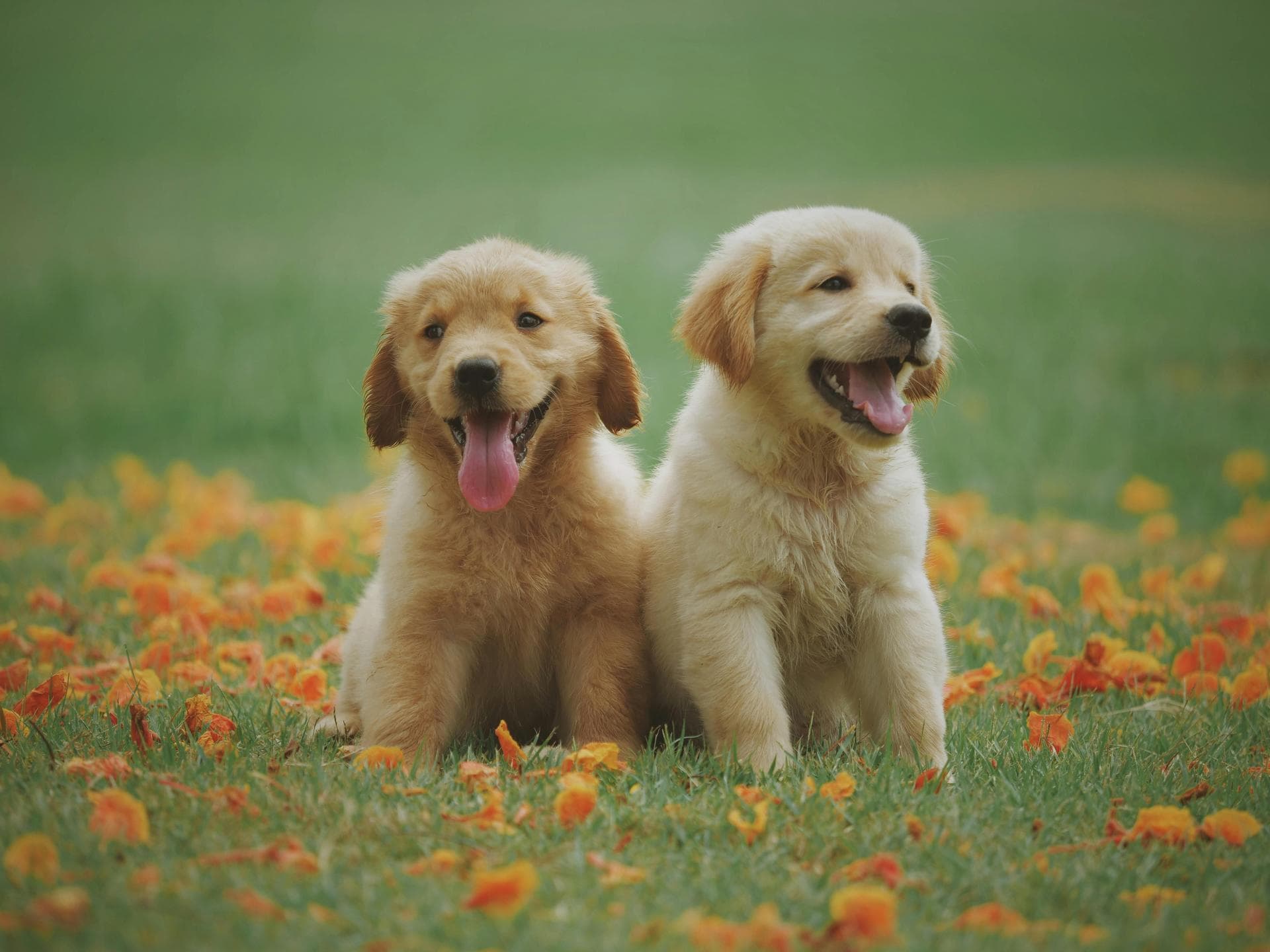 Dog & Cat Vets in Brooklyn