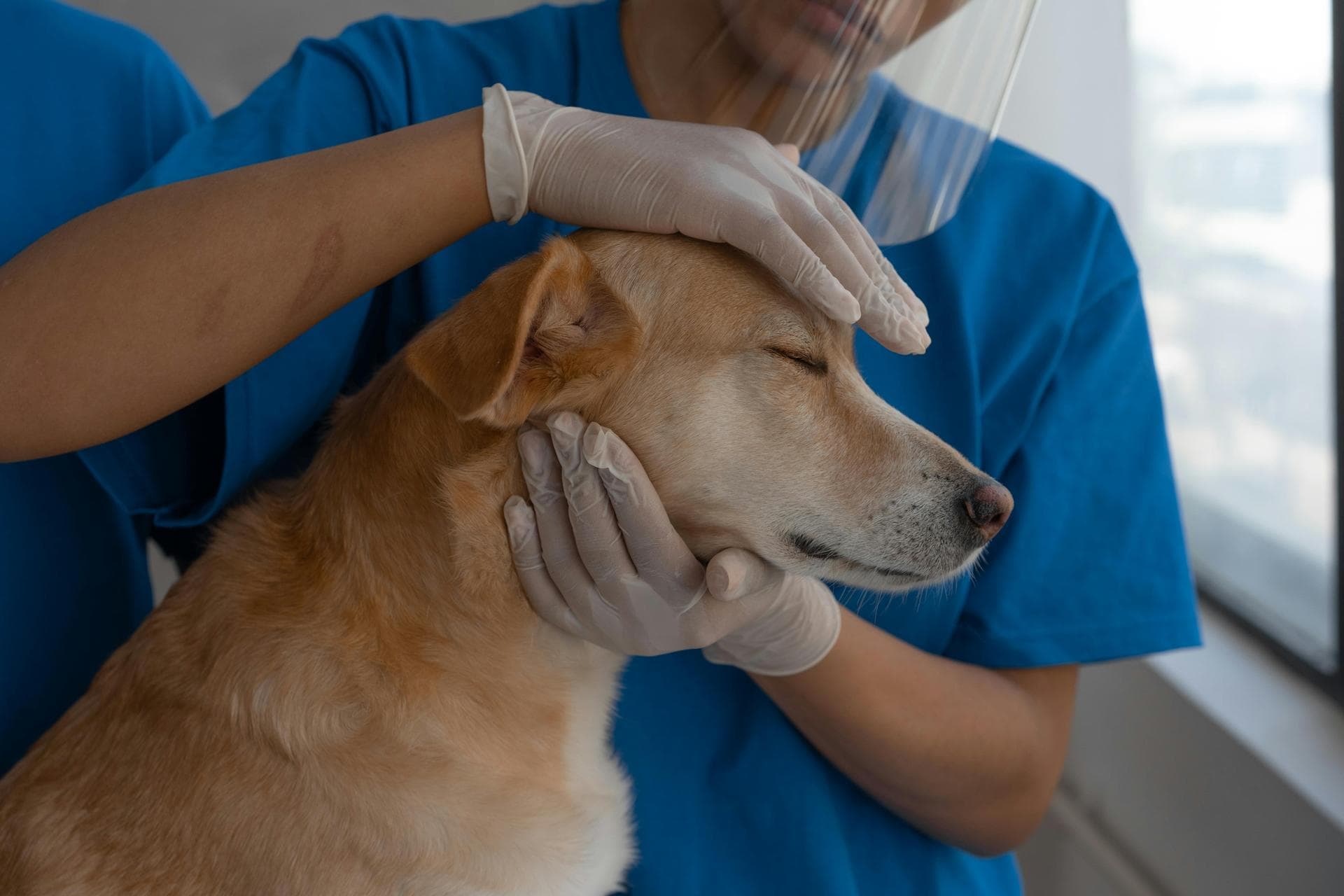 Specialist Vets in Brooklyn