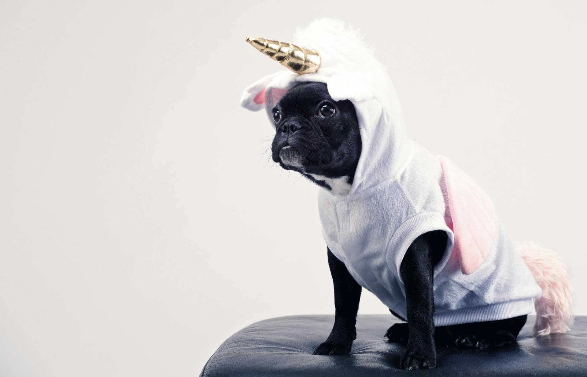 Specialist Vets in Brooklyn
